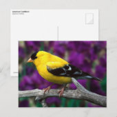 Carte Postale Triston d'or américain (Spinus tristis) (Devant / Derrière)