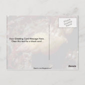 Carte Postale Triton naine Lurid (Ocenebra lurida) Shell (Dos)