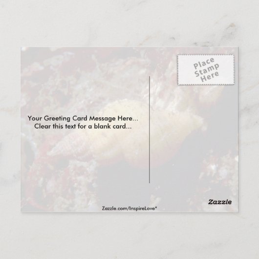 Carte Postale Triton naine Lurid (Ocenebra lurida) Shell (Dos)