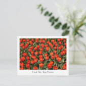 Carte postale TRIUMPH TULIP Tulipa 'Hermitage' (Debout devant)