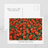 Carte postale TRIUMPH TULIP Tulipa 'Hermitage' (Devant / Derrière)