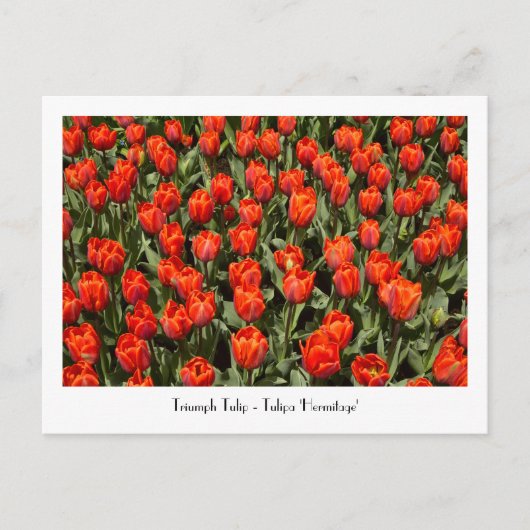 Carte postale TRIUMPH TULIP Tulipa 'Hermitage' (Devant)
