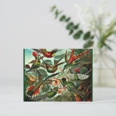 Carte Postale Trochilidae (Debout devant)