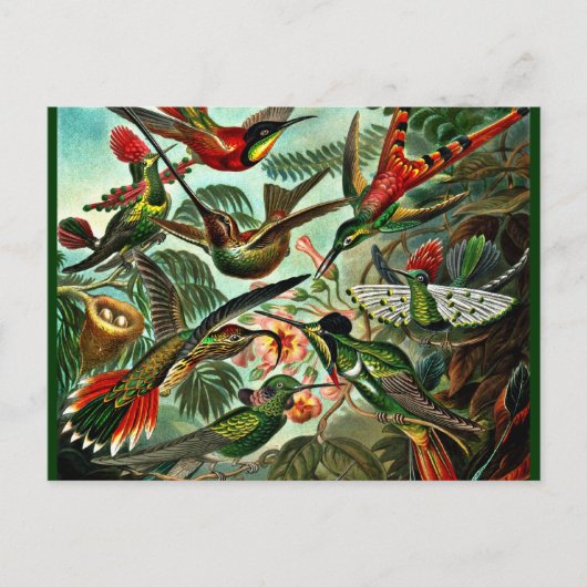 Carte Postale Trochilidae (Devant)