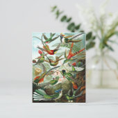 Carte Postale Trochilidae Hummingbirds, Ernst Haeckel (Debout devant)