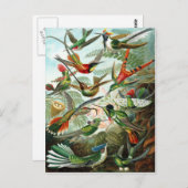 Carte Postale Trochilidae Hummingbirds, Ernst Haeckel (Devant / Derrière)