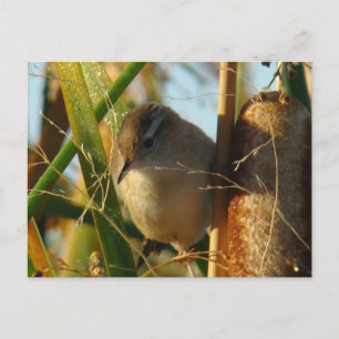 Carte Postale Troglodyte des marais B3