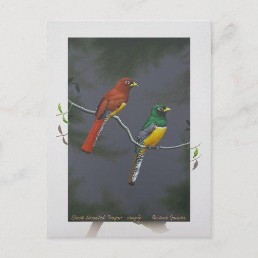 Carte Postale Trogon à gorge noire - couple (Devant)