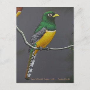 Carte Postale Trogon à gorge noire - mâle