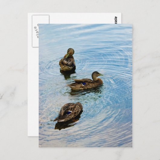 Carte Postale Trois (Devant / Derrière)