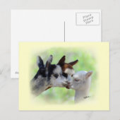 Carte postale Trois Alpacas (Devant / Derrière)
