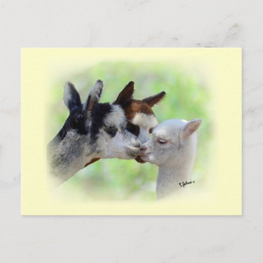 Carte postale Trois Alpacas (Devant)