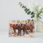 Carte Postale Trois Amigos (Debout devant)