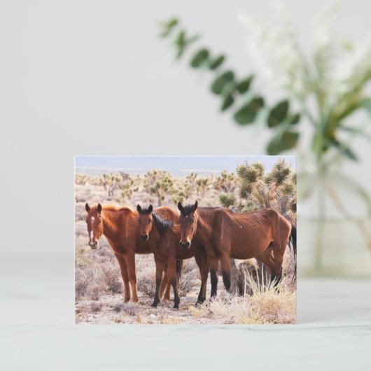 Carte Postale Trois Amigos (Debout devant)