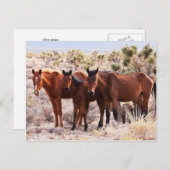 Carte Postale Trois Amigos (Devant / Derrière)