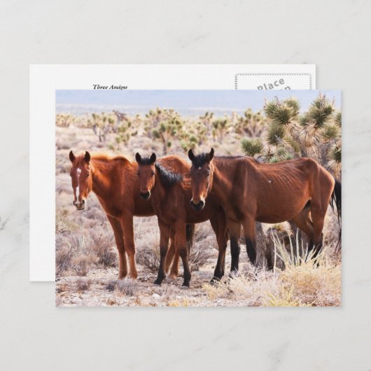 Carte Postale Trois Amigos (Devant / Derrière)