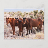 Carte Postale Trois Amigos (Devant)