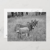 Carte Postale Trois amis (Devant / Derrière)