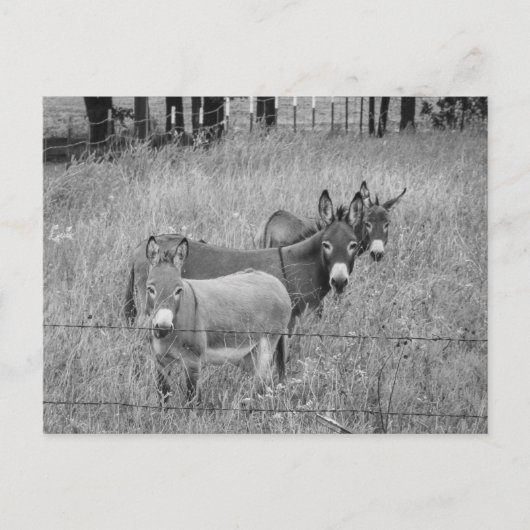 Carte Postale Trois amis (Devant)