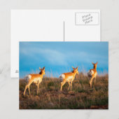 Carte Postale Trois antilopes qui se promènent au coucher du sol (Devant / Derrière)