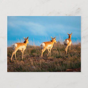 Carte Postale Trois antilopes qui se promènent au coucher du sol