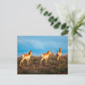 Carte Postale Trois antilopes qui se promènent au coucher du sol (Debout devant)