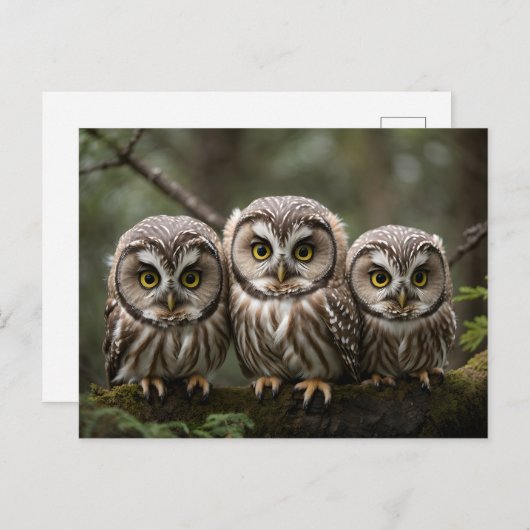 Carte Postale Trois Bébés Chouettes Mignonnes Aux Grands Yeux (Devant / Derrière)