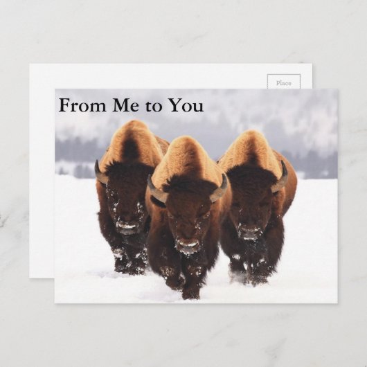 Carte Postale Trois bisons (Devant / Derrière)