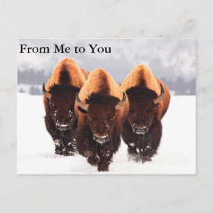Carte Postale Trois bisons