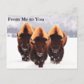 Carte Postale Trois bisons (Devant)