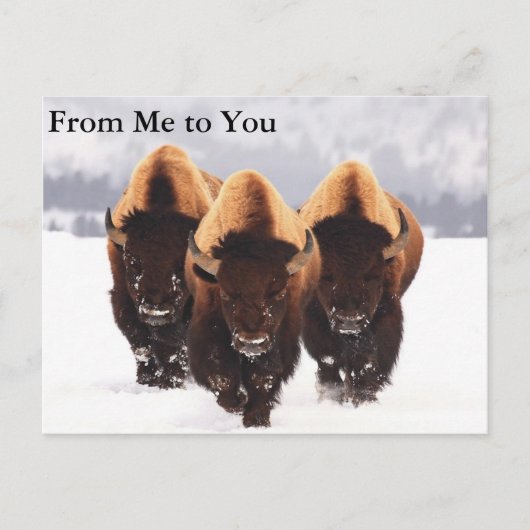 Carte Postale Trois bisons (Devant)