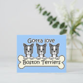 Carte Postale Trois Boston Terriers (Debout devant)