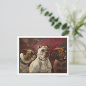 Carte Postale Trois Bulldogs de Charles Boland (Debout devant)