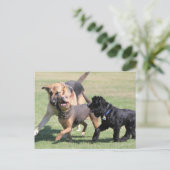 Carte Postale Trois Canines (Debout devant)