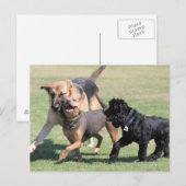 Carte Postale Trois Canines (Devant / Derrière)