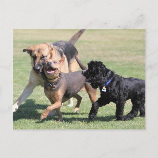 Carte Postale Trois Canines (Devant)