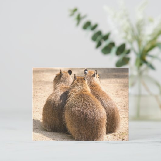 Carte Postale Trois Capybara (Debout devant)