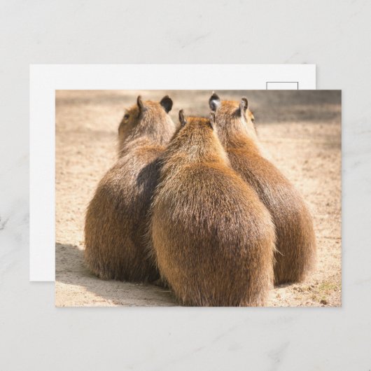 Carte Postale Trois Capybara (Devant / Derrière)