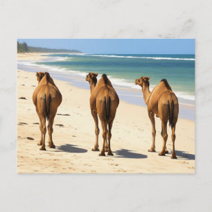 Carte Postale Trois chameaux sur la plage à Mombasa Kenya