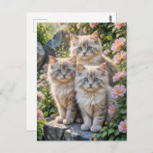 Carte Postale Trois chatons bouffants en fleurs roses (Devant / Derrière)