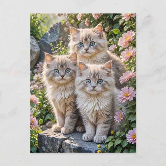 Carte Postale Trois chatons bouffants en fleurs roses (Devant)