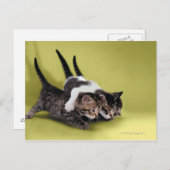 Carte Postale Trois chatons se serrant dans leurs bras (Devant / Derrière)