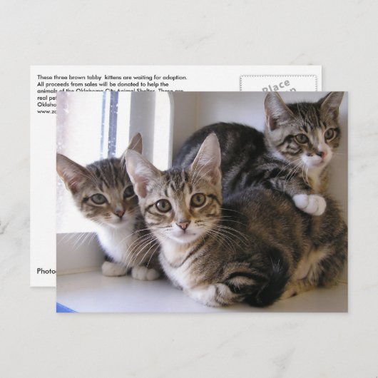 Carte Postale Trois chatons Tabby (Devant / Derrière)