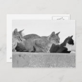 Carte Postale Trois chats (Devant / Derrière)