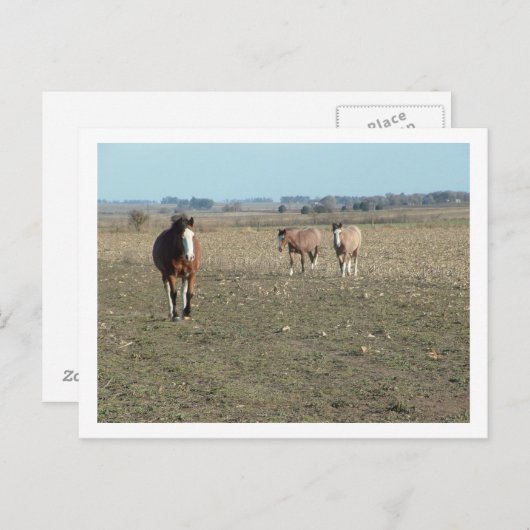 Carte Postale trois chevaux (Devant / Derrière)