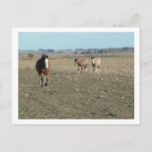 Carte Postale trois chevaux (Devant)