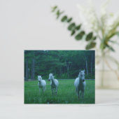 Carte Postale Trois Chevaux blancs (Debout devant)