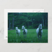 Carte Postale Trois Chevaux blancs (Devant / Derrière)