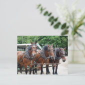 Carte Postale Trois Chevaux Brown (Debout devant)