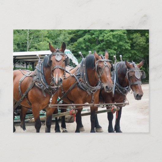 Carte Postale Trois Chevaux Brown (Devant)